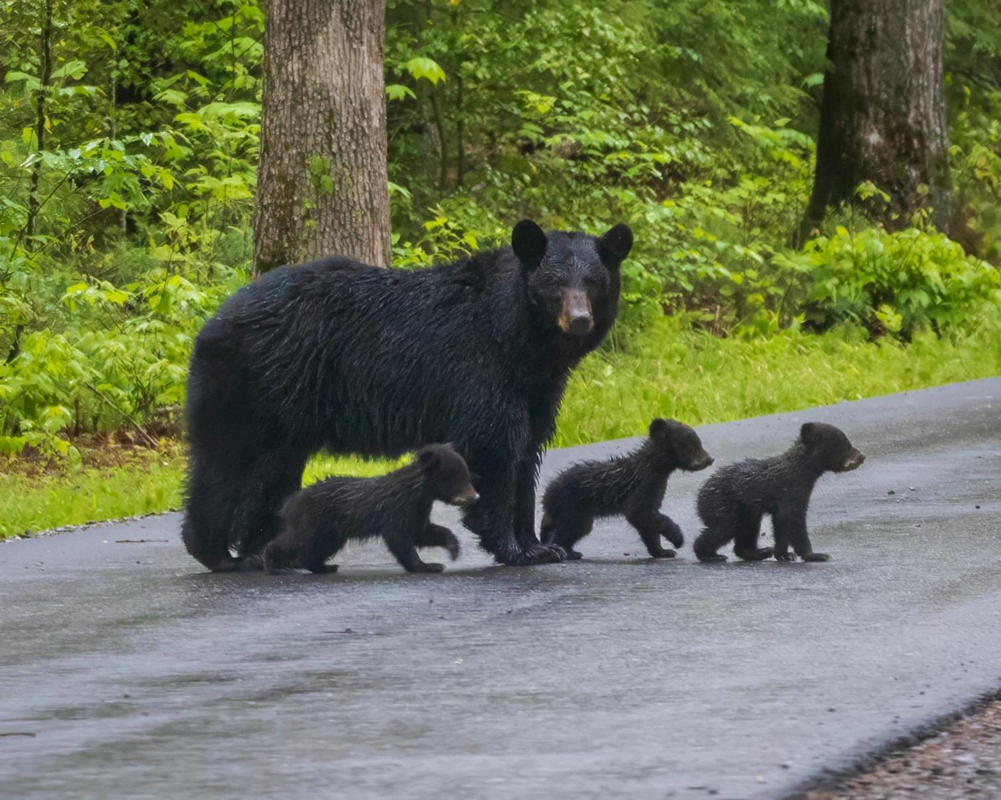 Smoky Bear Lodge With Guest House, Hot Tub, 1089 Free Tickets Each Paid Day, Dollywood And More Сев'єрвілл Екстер'єр фото
